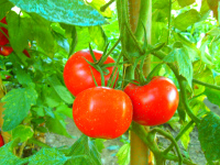 tomatoes_are nightshades