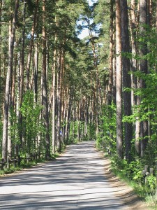 Road_to_Kallahti_nature_conservation_area_in_Helsinki_(Kallvik)
