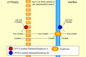 Acyl_CoA_from_cytosol_to_the_mitochondrial_matrix1