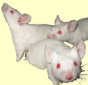lab mice spontaneous regression cancer