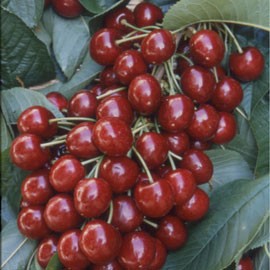 FDA Raids the Cherry ORchard_Cerisier-burlat