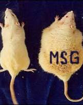 Rats_Fed_MSG_Obesity