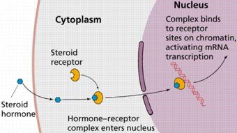 steroid_receptor