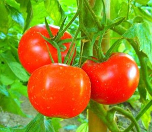 tomatoes nightshade arthritis jeffrey dach