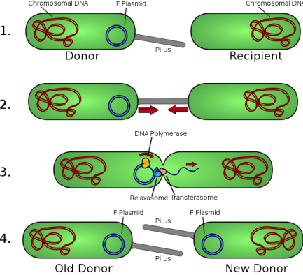 Conjugation_Plasmid_DNA_Genetic_Enginering