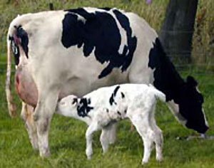 Bovine colostrum_Cow_calf2