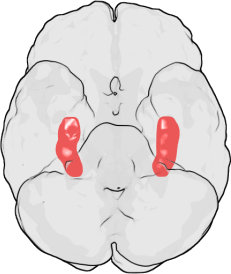 Location of Hippocampus in Brain