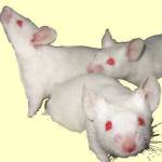 lab mice spontaneous regression cancer