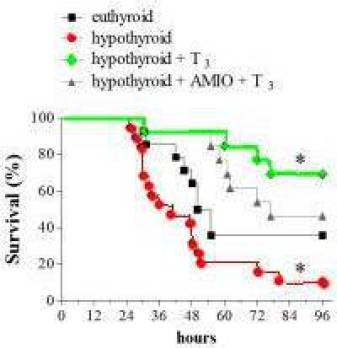 hypothyroid-mouse-thyroxine-endotoxemia10a_a99