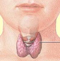 Thyroid-Gland-in-Neck1