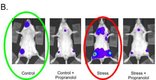 restraint-stress-mice-lymphoma-aa2