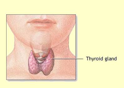 Thyroid_Gland