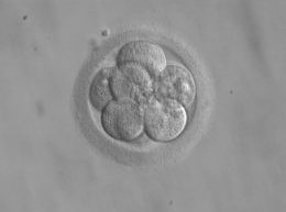 Embryo_8_cells_Wikimedia