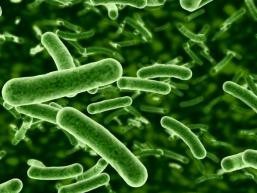 antibiotic-resistant-bacteria-gut-dysbiosis-autism