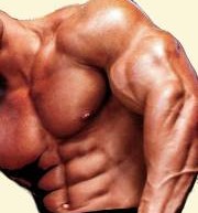 Bodybuilder_99123