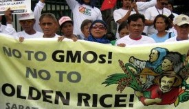 GMO_Golden_Rice_Phillipines_Say_No