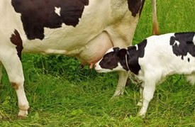 bovine-colostrum_cow_calf