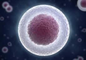 Stem_Cell_Microbiome_Transplant