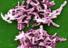 Clostridia-Difficile-CDC
